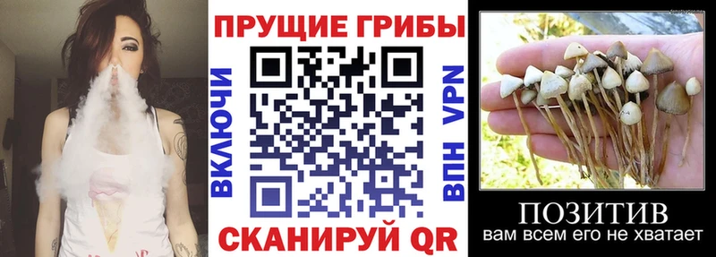 Псилоцибиновые грибы MAGIC MUSHROOMS  Купить где  Терек 