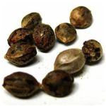 Семена марихуаны АК-47  (Seeds AK-47) в Тереке